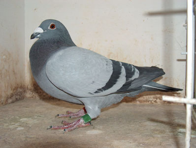 SeldalA