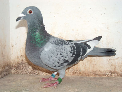 SeldalU
